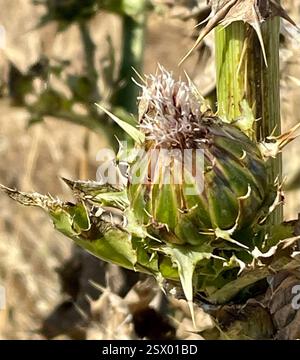 Cardo di latte (Silybum marianum), Plantae, Los Padres National Forest, Carmel, CA, Stati Uniti, scheletri di cardo di latte rimasti dalla scorsa stagione. Semi - seconda foto. Il Cardo del latte (Silybum marianum) ha introdotto/naturalizzato il cardo nella famiglia delle Asteraceae che cresce lungo le strade, nei pascoli e nei terreni disturbati. Le foglie sono distintive: Le grandi vene bianche sono solitamente molto luminose e apparenti. La colorazione bianca è sempre presente sulle vene di terzo ordine. I Phyllari sono simili a stelle, con lunghe spine affilate che si irradiano immediatamente sotto le grandi teste di fiori viola e solitari. Picco di fioritura Foto Stock