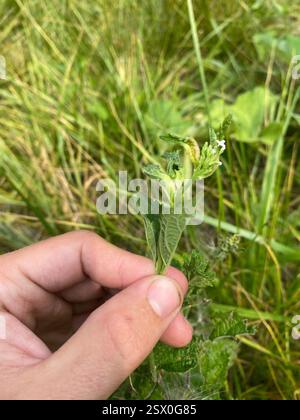 (Clinodiplosis verbenae), Insecta, Camp Lake, Benson, Minnesota, NOI Foto Stock
