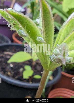Lupine Aphid (Macrosiphum albifrons), Insecta, Lingwood, Norwich NR13 4ET, Regno Unito Foto Stock