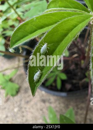 Lupine Aphid (Macrosiphum albifrons), Insecta, Lingwood, Norwich NR13 4ET, Regno Unito Foto Stock