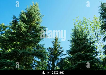 Foresta di abeti rossi, vista dal basso. Foto Stock