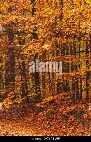 Foresta autunnale con foglie dorate e rosse su alberi sottili da qualche parte in Polonia. Foto Stock