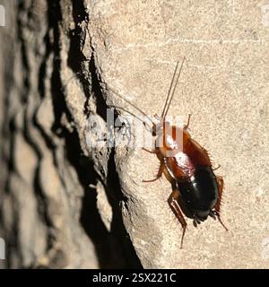 Fulvous Wood Cockroach (Parcoblatta fulvescens), Insecta, Holford Rd, Garland, Texas, NOI Foto Stock