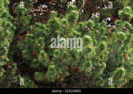 Rami di abete rosso giovani in primavera. Foto Stock