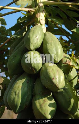 Grandi papaya verdi appese a un albero nel nord della Thailandia, che mostrano l'agricoltura tropicale della regione e frutta esotica fresca in un ambiente naturale Foto Stock