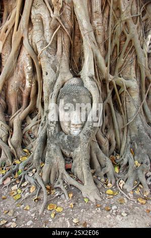 La testa di Buddha si intreccia tra radici di alberi banyan a Wat Mahathat, Ayutthaya, Thailandia. Un punto di riferimento iconico, storico e spirituale Foto Stock