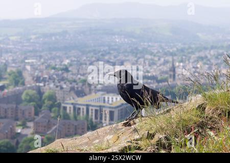 Un corvo nero si trova sul bordo roccioso di Salisbury Crags, affacciato sulla città di Edimburgo, in Scozia Foto Stock