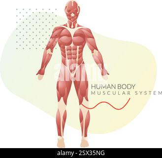 Human Body Muscular System (sistema muscolare del corpo umano) - illustrazione delle scorte come file EPS 10 Illustrazione Vettoriale