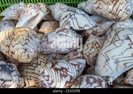 Koh Samui, Thailandia, febbraio 2025, foto in primo piano di un paesaggio di conchiglie marine in vendita in un tempio, da utilizzare come sfondo o copertina Foto Stock