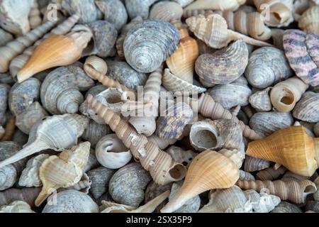 Koh Samui, Thailandia, febbraio 2025, foto in primo piano di un paesaggio di conchiglie marine in vendita in un tempio, da utilizzare come sfondo o copertina Foto Stock