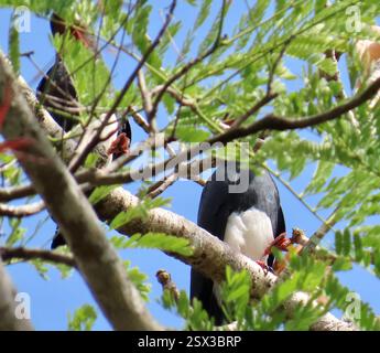 Caracara dalla gola rossa (Ibycter americanus), Aves, Darien, PA, 2 Caracara dalla gola rossa seduto in alto in un albero, poi un'altra è volata dentro. Caracara dalla gola rossa (Ibycter americanus), un rapace della foresta appartenente alla famiglia Falcons e Caracaras (Falconidae). È unico tra i caracara perché si nutre principalmente di larve di api e vespe, ma mangia anche insetti, frutta e bacche. Si trova dal Messico a sud al Venezuela nella maggior parte dell'America centrale e meridionale. I suoi habitat naturali sono foreste di pianura umide subtropicali o tropicali e foreste montane umide subtropicali o tropicali. Canti di uccelli, Foto Stock