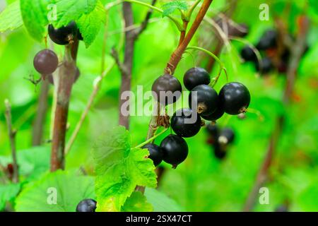 Il verde lussureggiante circonda gruppi di ribes neri maturi appesi a robusti rami, illuminati dalla luce solare estiva in un vivace giardino Foto Stock