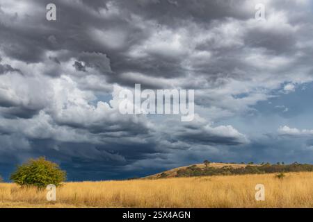 Tempeste serali che attraversano la campagna di Blayney, nel centro-ovest del nuovo Galles del Sud, Australia. Foto Stock