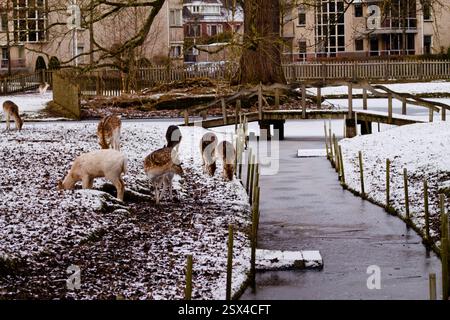 Un tranquillo ambiente invernale con diversi cervi che pascolano vicino a un torrente ghiacciato. La neve copre il terreno, e un ponte di legno è visibile sullo sfondo, s Foto Stock