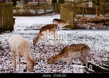 Un gruppo di cervi che pascolano su un terreno innevato in un tranquillo paesaggio invernale. La scena presenta diversi cervi con cappotti macchiati, circondati da un bosco Foto Stock