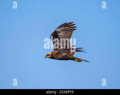 Un Harrier paludoso occidentale (Circus aeruginosus) sorvola. Punjab, India. Foto Stock