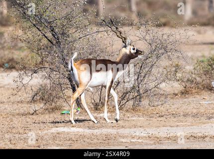 Un maschio Blackbuck (Antilope cervicapra), o antilope indiana, nel deserto. Rajasthan, India. Foto Stock