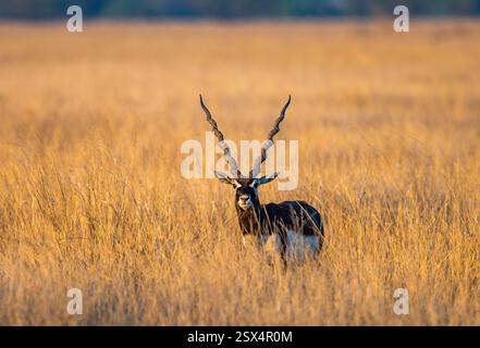 Un maschio Blackbuck (Antilope cervicapra), o antilope indiana, in prateria aperta. Rajasthan, India. Foto Stock