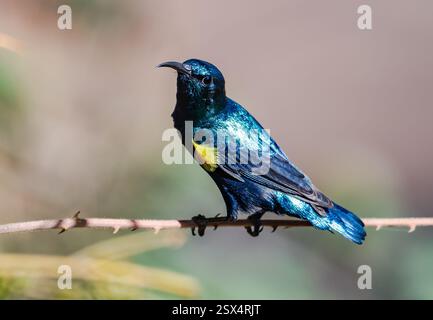 Un uccello viola maschile (Cinnyris asiaticus) con piumaggio da riproduzione. Rajasthan, India. Foto Stock