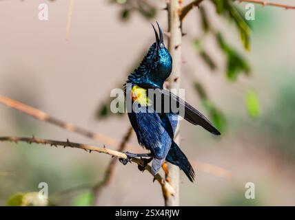 Un uccello viola maschile (Cinnyris asiaticus) con piumaggio da riproduzione in mostra. Rajasthan, India. Foto Stock