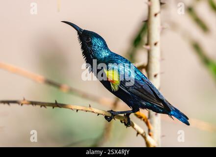 Un uccello viola maschile (Cinnyris asiaticus) con piumaggio da riproduzione. Rajasthan, India. Foto Stock