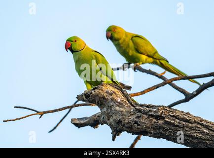 Un paio di Parakeets ad anello rosa (Psittacula krameri) appollaiati su un ramo. Rajasthan, India. Foto Stock