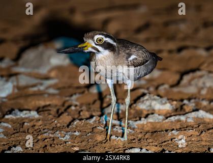Un grande ginocchio spesso (Esacus recurvirostris) che si chiede nel deserto di notte. Rajasthan, India. Foto Stock