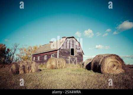 Un fienile rustico sorge in un campo, circondato da alte balle di fieno asciutte. Il fienile è vecchio e intemprato, con un esterno in legno intemprato. Le balle di fieno sono A. Foto Stock