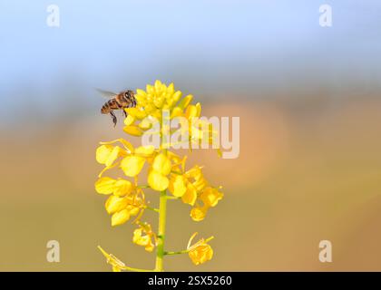 Un'ape in pieno volo che arriva a un fiore per prendere il suo nettare Foto Stock