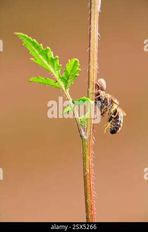 Un'ape che è stata cacciata da un ragno quando stava per mangiare Foto Stock