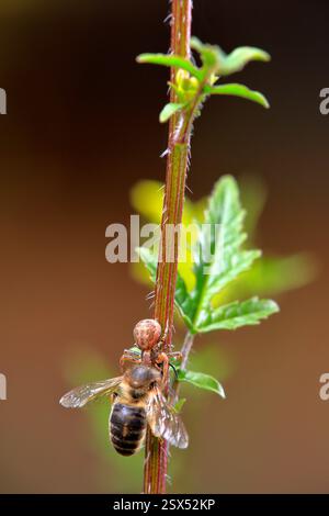 Un'ape che è stata cacciata da un ragno quando stava per mangiare Foto Stock