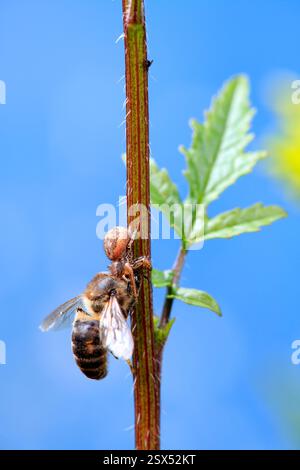 Un'ape che è stata cacciata da un ragno quando stava per mangiare Foto Stock