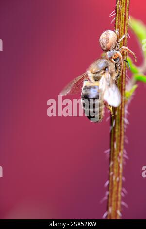 Un'ape che è stata cacciata da un ragno quando stava per mangiare Foto Stock