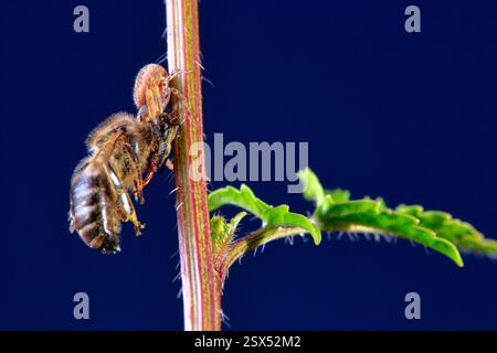 Un'ape che è stata cacciata da un ragno quando stava per mangiare Foto Stock