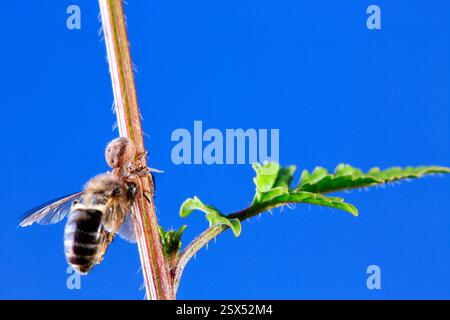 Un'ape che è stata cacciata da un ragno quando stava per mangiare Foto Stock
