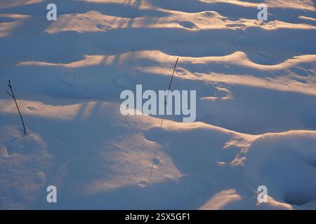 Coprineve con tracce di piede all'ora d'oro. Luce calda e ombre fredde sulla superficie innevata in inverno. Foto Stock
