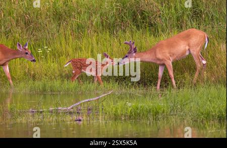 Whitetails in una serata di luglio nel Wisconsin settentrionale. Foto Stock