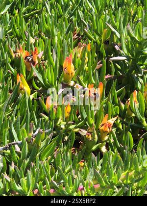 Fichi di mare (Carpobrotus), Plantae, Corona del Mar Bluffs Path, Newport Beach, CALIFORNIA, Stati Uniti Foto Stock