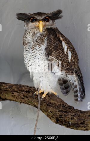Barred Eagle-Owl (bubo sumatranus), un maestoso uccello preda originario del sud-est asiatico. Foto Stock