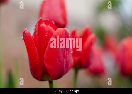 Foto dettagliata dei tulipani rossi con gocce di condensa mattutine. Più tulipani rossi sullo sfondo, macrofotografia Foto Stock