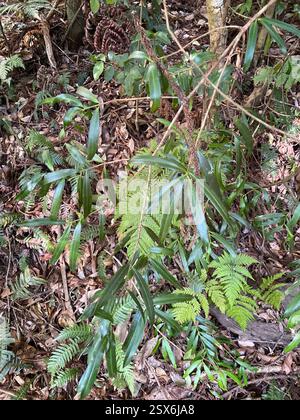 Prugna (Podocarpus elatus), Plantae, BeauDesert - PT C, AU-QL, AU Foto Stock