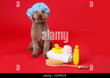 Cane carino con cuffia da doccia e altri accessori da bagno su sfondo rosso Foto Stock
