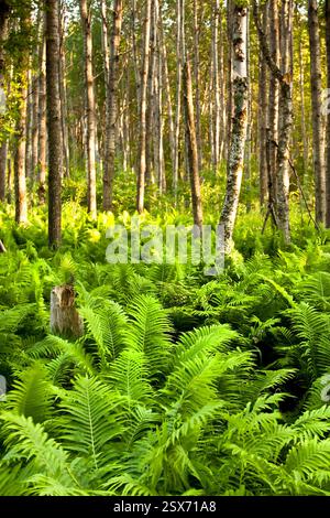 Fitta foresta piena di alberi alti e felci verdi. La luce del sole filtra attraverso le foglie, creando un'atmosfera serena e tranquilla. Le felci lo sono Foto Stock