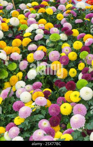 vista ravvicinata dei vivaci crisantemi di pompone che pullulano di fiori rosa, giallo, bianco, verde e viola Foto Stock