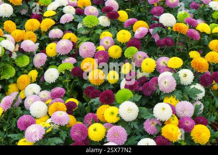 vista ravvicinata dei vivaci crisantemi di pompone che pullulano di fiori rosa, giallo, bianco, verde e viola Foto Stock
