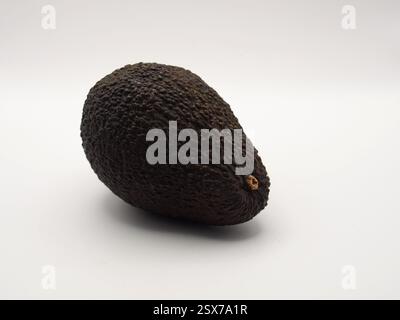 Primo piano isolato di un avocado Hass (persea americana Hass) visto da un lato su sfondo bianco. Concetto: Ingredienti, mangiare sano, cucinare, Foto Stock