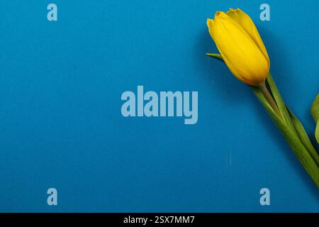 Un tulipano giallo vibrante poggia su uno sfondo blu brillante, a simboleggiare la gioia della primavera e il significato della festa della mamma e della festa internazionale Foto Stock
