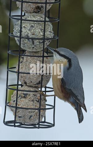 Nuthatch appeso all'asta di alimentazione a sinistra Foto Stock