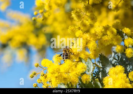 bellissimi fiori dorati al sole Foto Stock