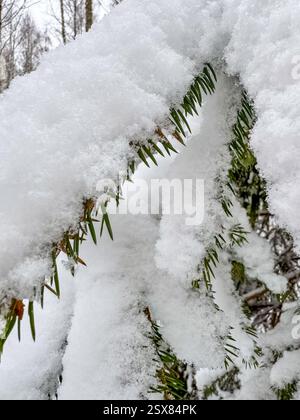 rami di pini innevati in una giornata invernale. Foto di alta qualità Foto Stock